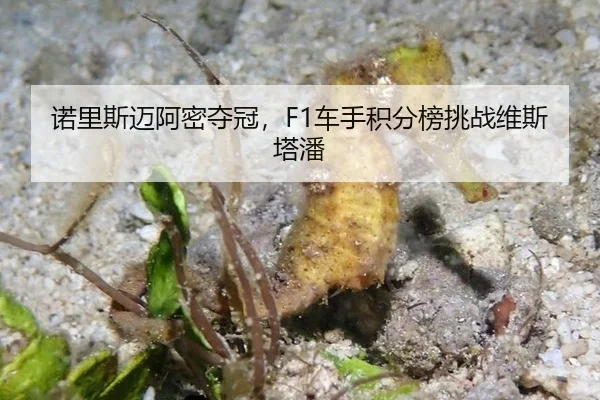 nuo-li-si-mai-a-mi-duo-guan-che-shou-ji-fen-bang-tiao-zhan-wei-si-ta-pan-2-702.jpg